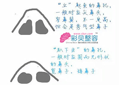 鼻孔形态与鼻头的关系