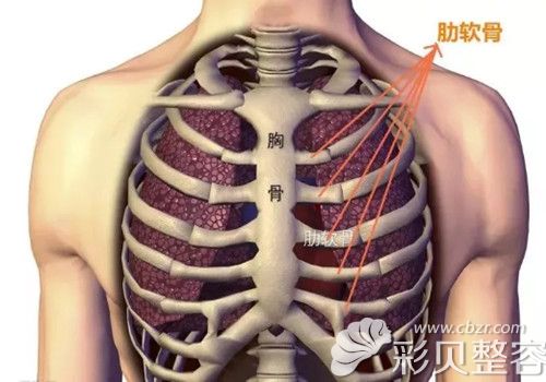 薛克墘说取自体肋软骨疤痕不大 薛克墘说取自体肋软骨疤痕不大