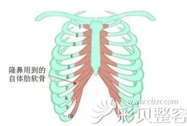 选取隆鼻使用的肋软骨区域