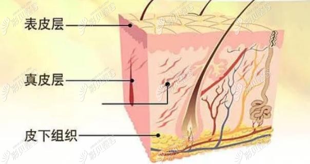 速拉美和V美减龄作用层次不同