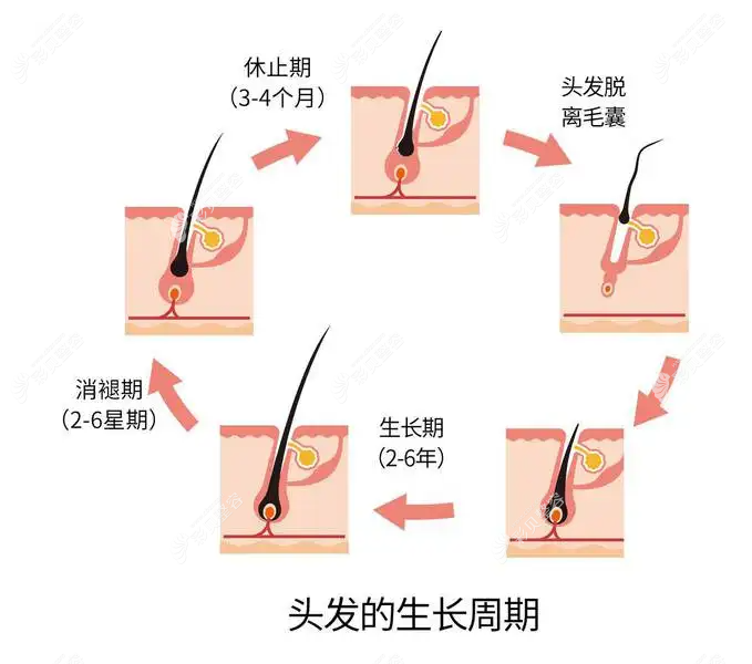 头发生长周期图解