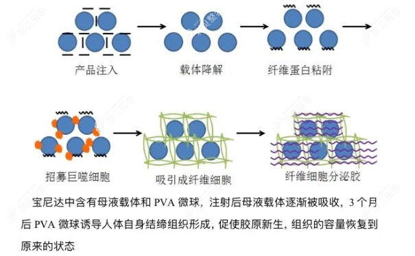 宝尼达长效玻尿酸作用原理图解